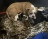 English Bulldog