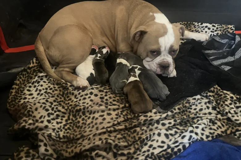English Bulldog