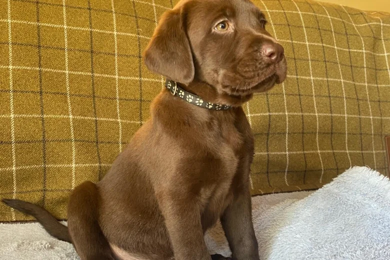 Labrador Retriever
