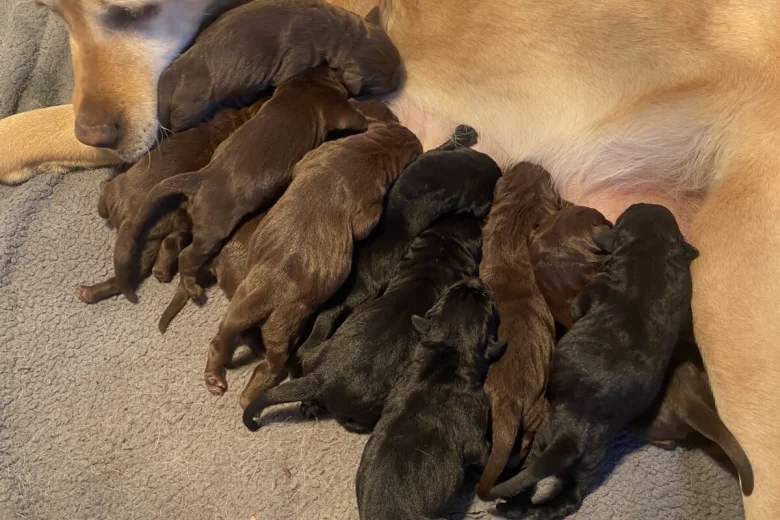Labrador Retriever