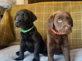 Labrador Retriever