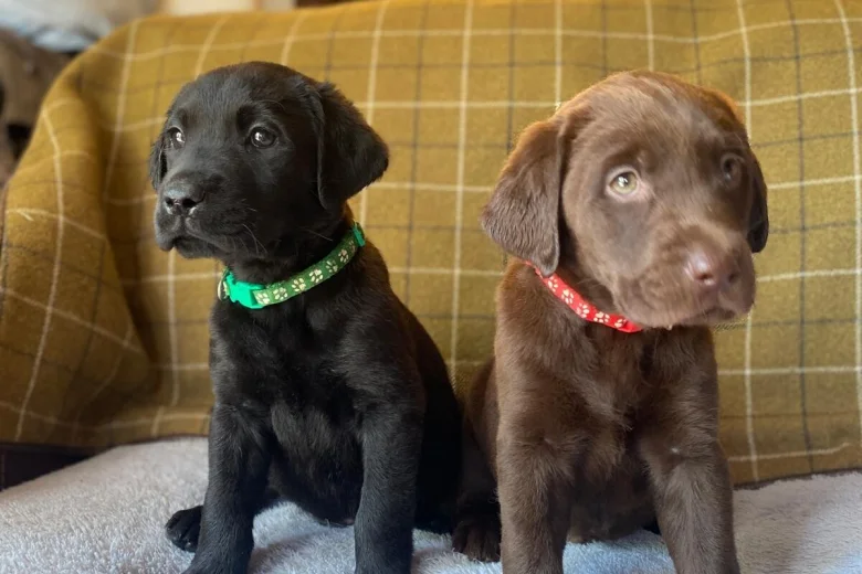 Labrador Retriever