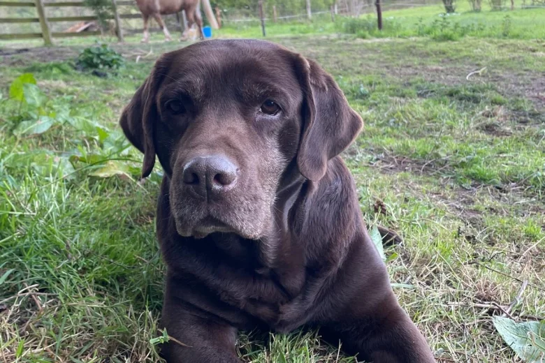 Labrador Retriever