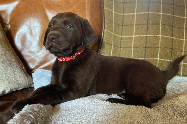Labrador Retriever