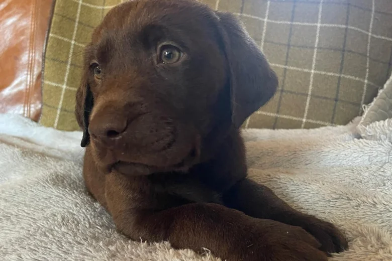 Labrador Retriever