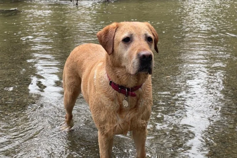 Labrador Retriever