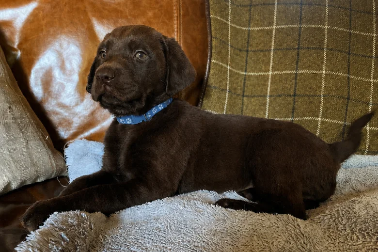 Labrador Retriever