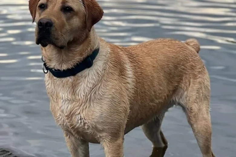 Labrador Retriever