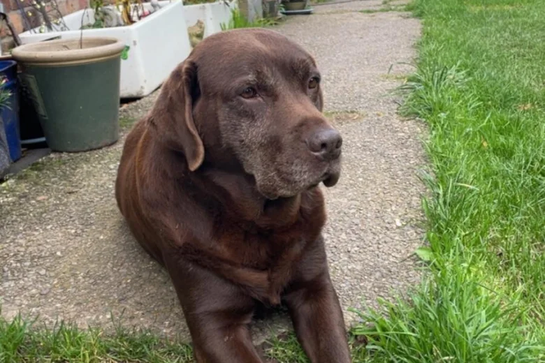 Labrador Retriever