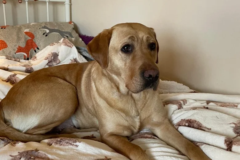 Labrador Retriever