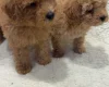 Yorkiepoo