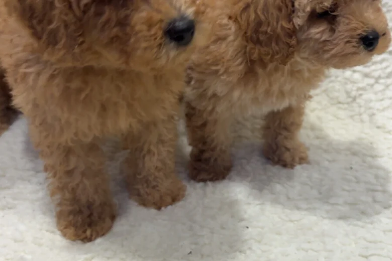 Yorkiepoo