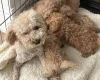 Yorkiepoo