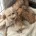 Yorkiepoo