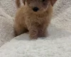 Yorkiepoo