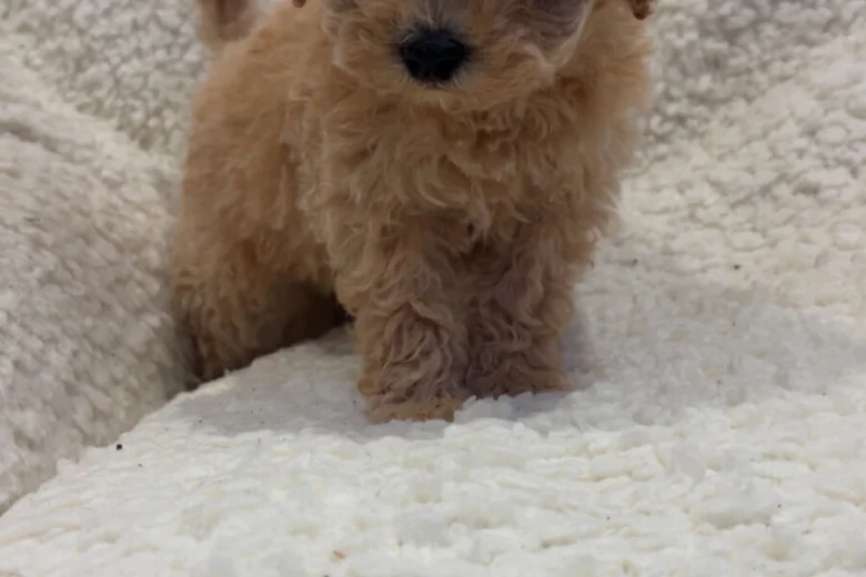 Yorkiepoo