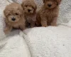 Yorkiepoo