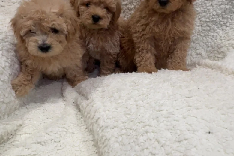 Yorkiepoo