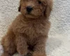 Yorkiepoo