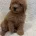 Yorkiepoo