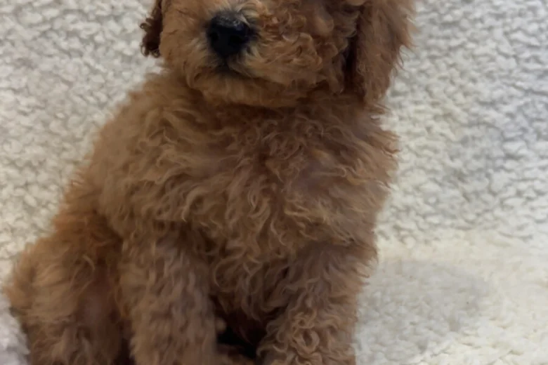Yorkiepoo