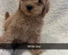 Yorkiepoo