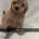Yorkiepoo
