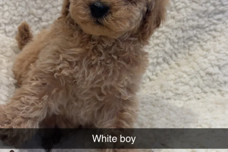 Yorkiepoo