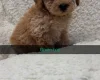 Yorkiepoo