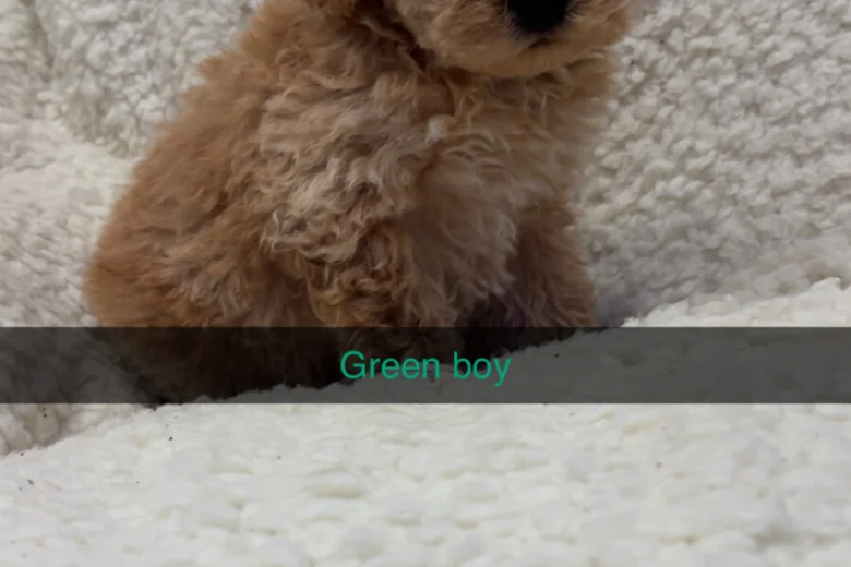 Yorkiepoo