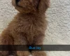 Yorkiepoo