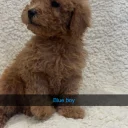 Yorkiepoo