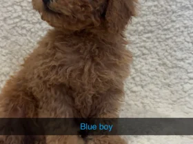 Yorkiepoo