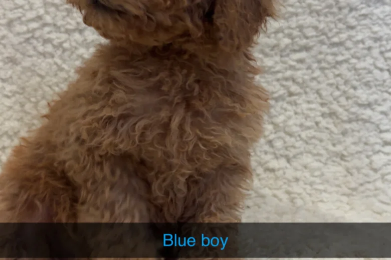 Yorkiepoo