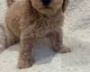 Yorkiepoo