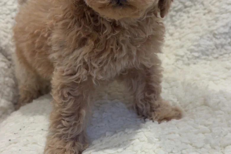 Yorkiepoo