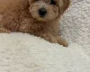 Yorkiepoo