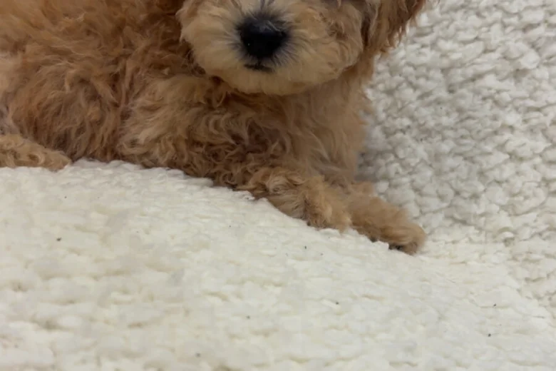 Yorkiepoo