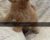 Yorkiepoo