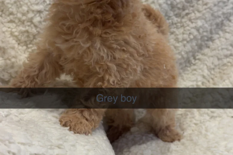 Yorkiepoo