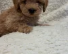 Yorkiepoo