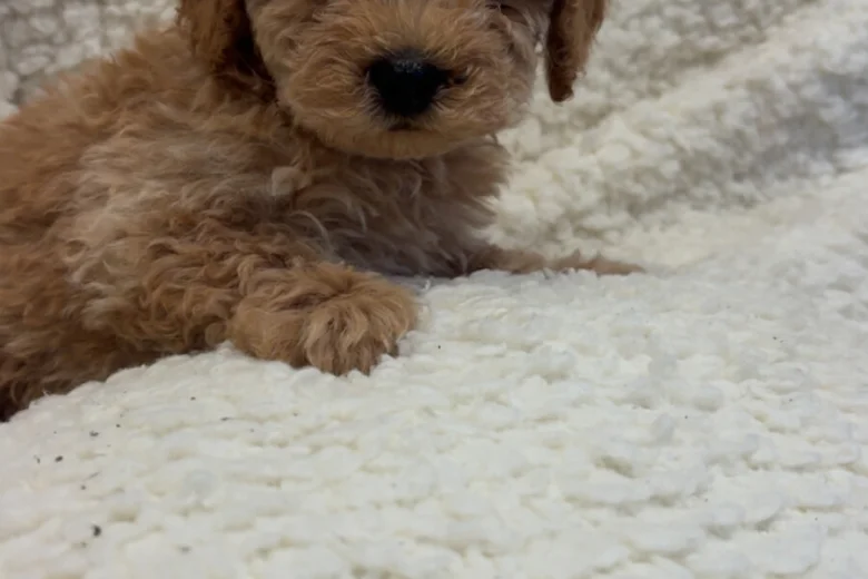 Yorkiepoo