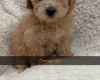 Yorkiepoo