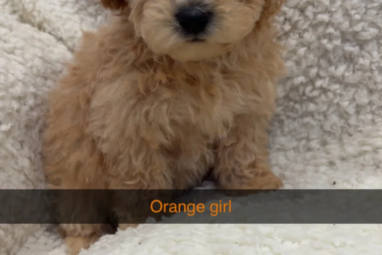 Yorkiepoo