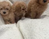 Yorkiepoo