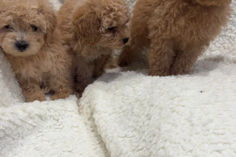 Yorkiepoo