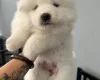 Samoyed