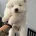 Samoyed