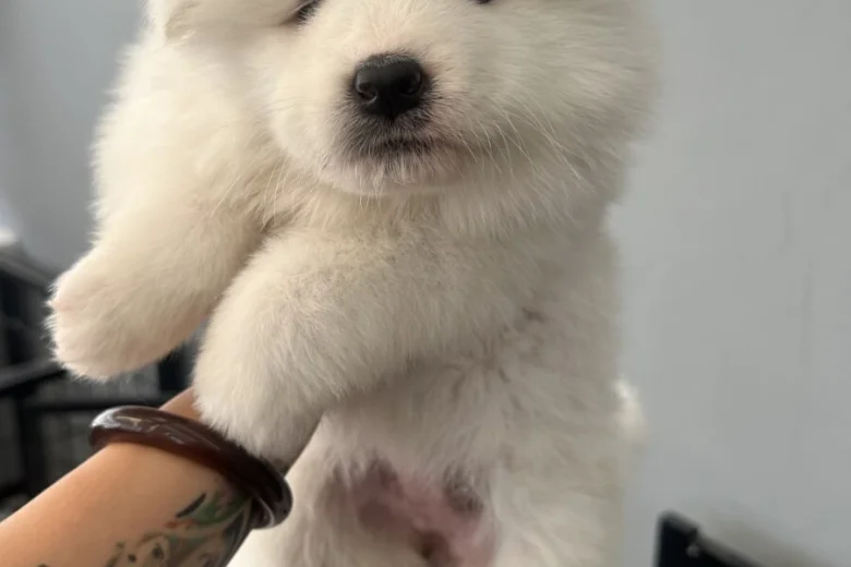 Samoyed