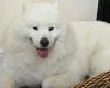 Samoyed